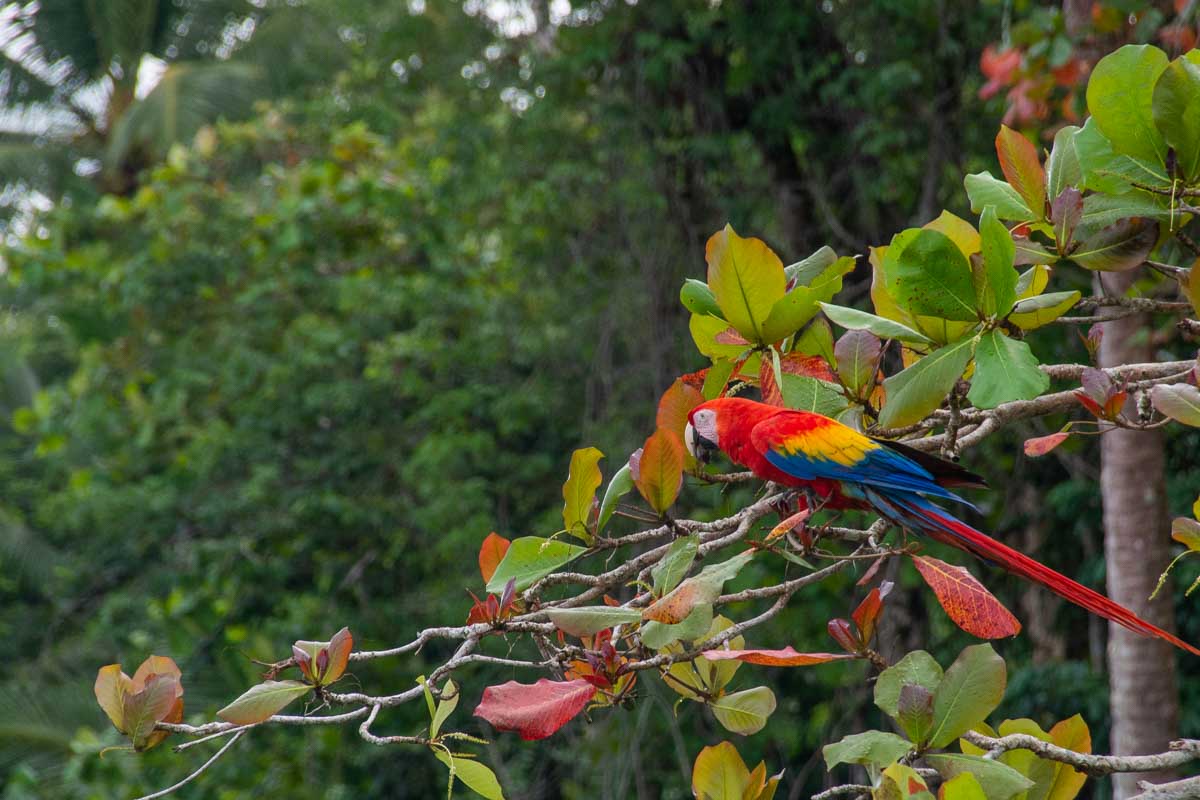 A Macaw in Puerto Jimenez