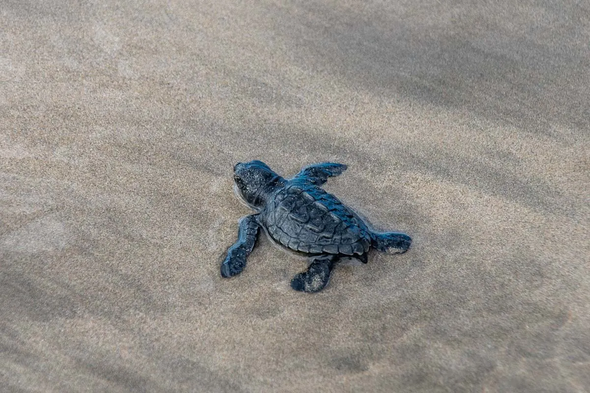 A baby turtle walks to the ocean in Costa Rica