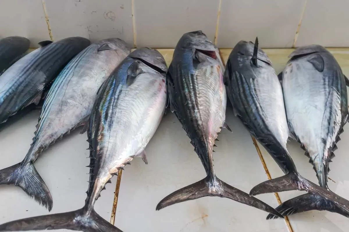 A bunch of tuna caught while fishing in Santa Teresa