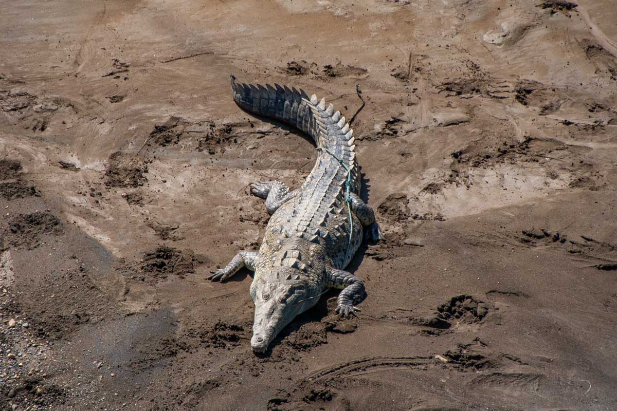 A crocodile at the Jaco crocodile bridge