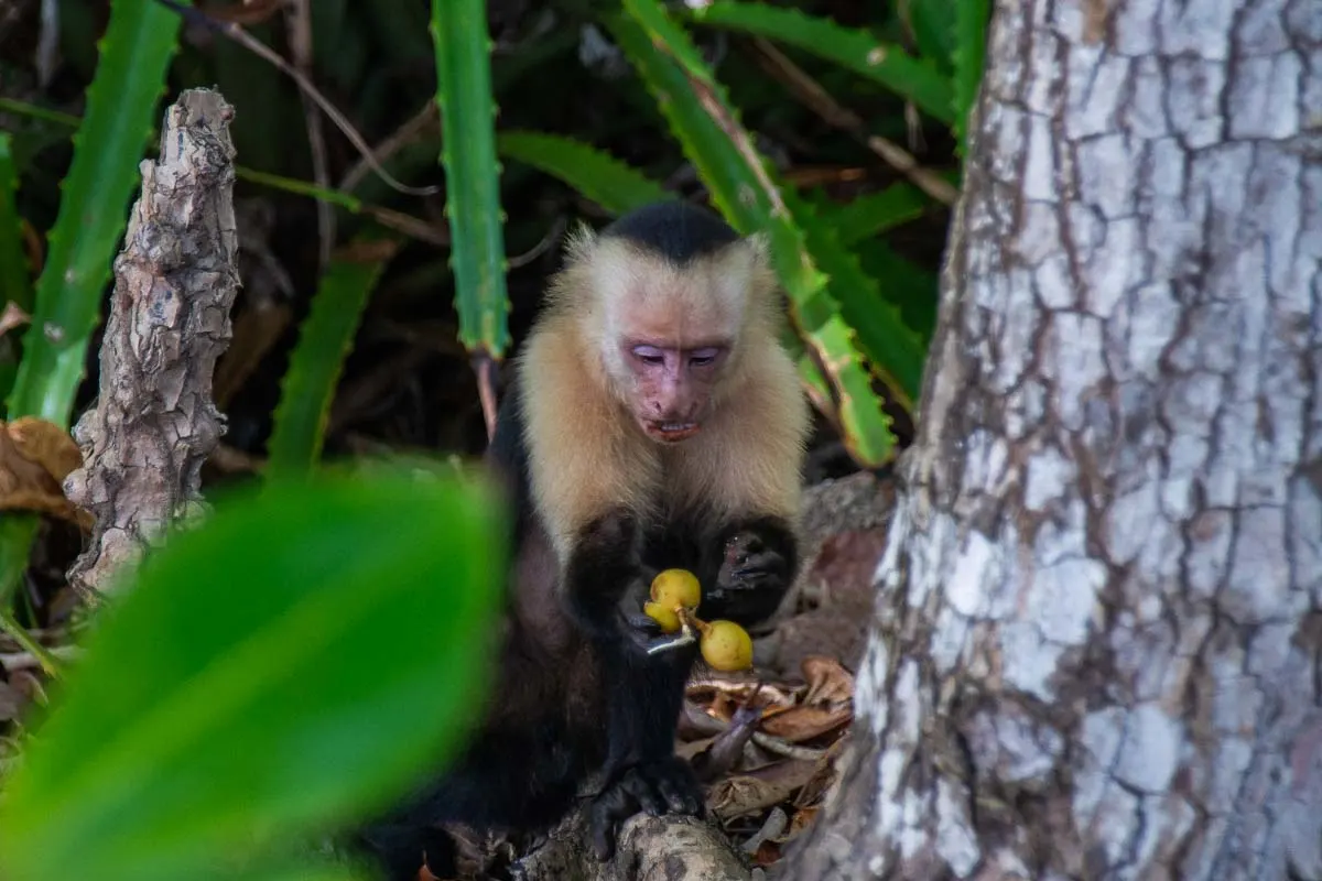 A monkey in Reserva Natural Cabo Blanco