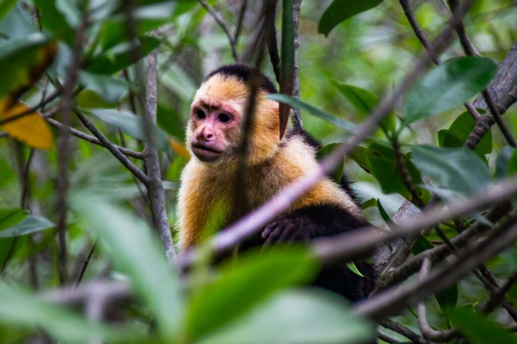 A monkey in Werner Sauter Biological Reserve