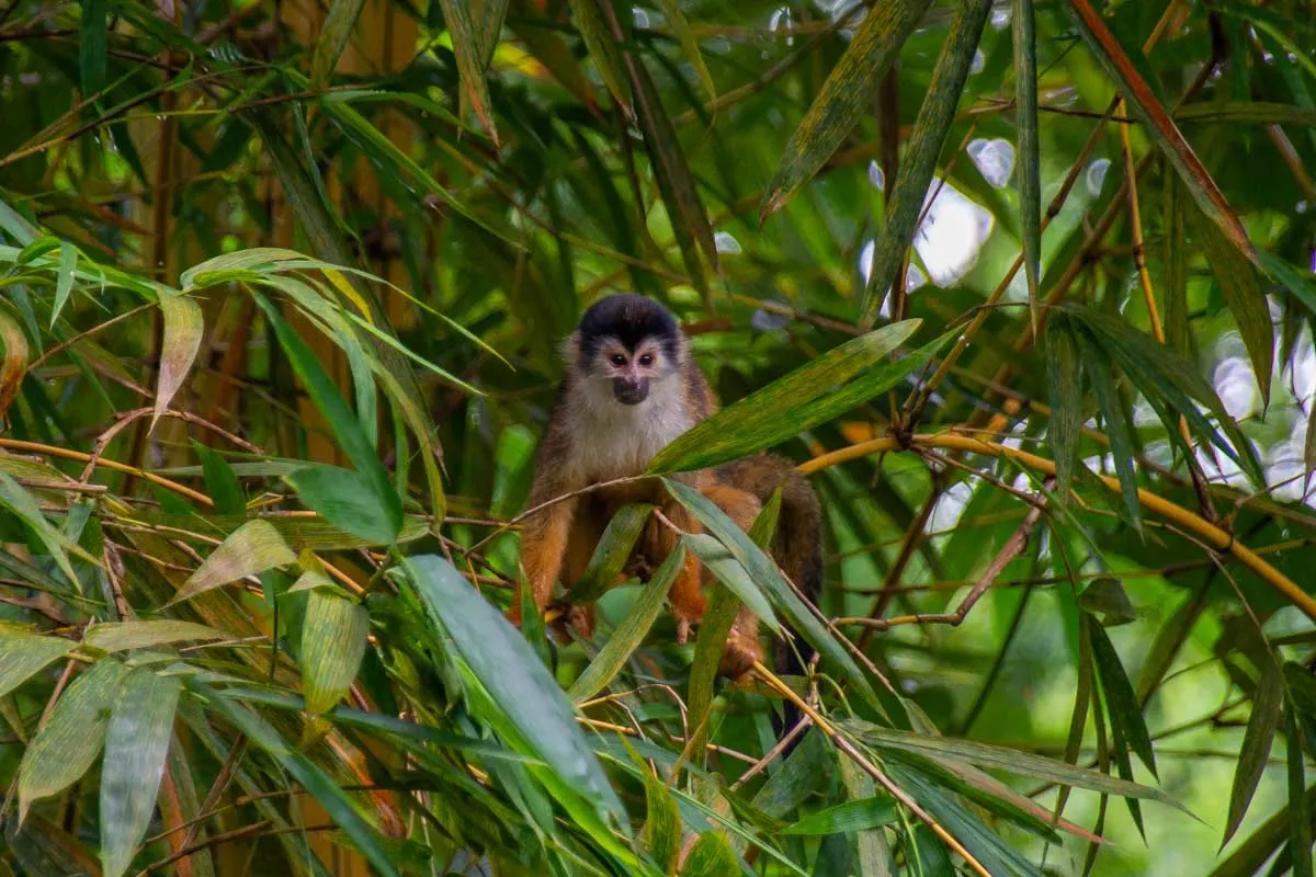 A monkey near Corcovado National Park
