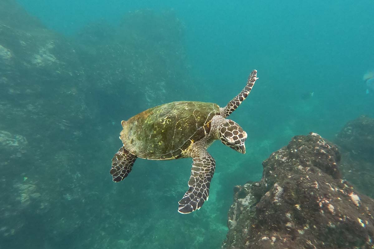 A sea turtle while diving at Bat Island