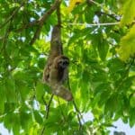 A sloth in Manuel Antonio National Park 