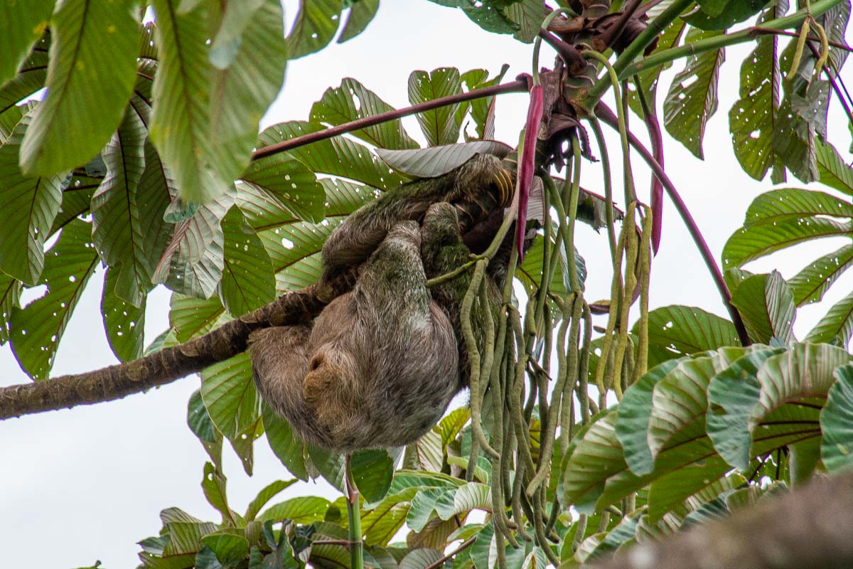 A sloth in a tree in Veragua Rainforest, Costa Rica