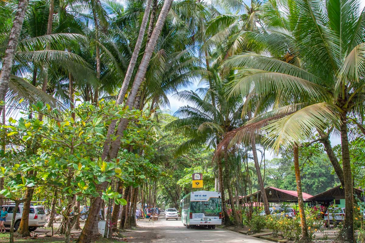 a steet in Dominical lined with palm trees