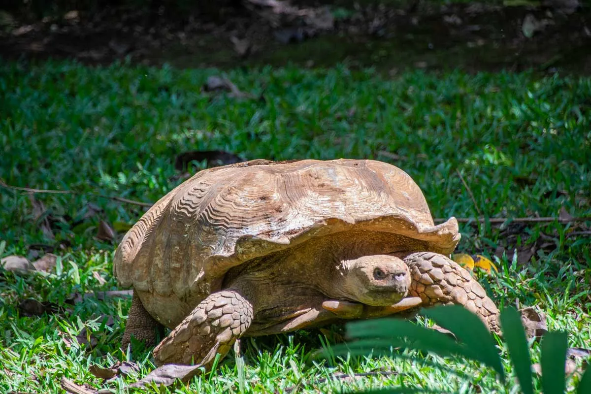 A tortose at the Toucan Rescue Ranch