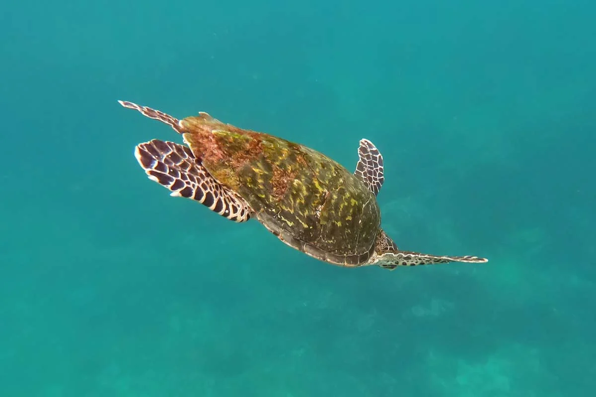 A turtle swims off the coats of Tortuga island while scuba diving