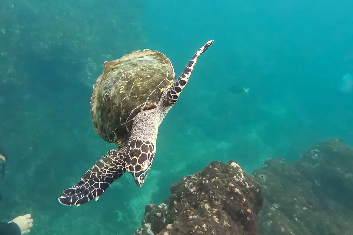 A turtle swims through the water while scuba diving in Santa Teresa
