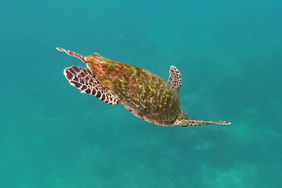 A turtle swims by while snorkeling at Caño Island, Costa Rica