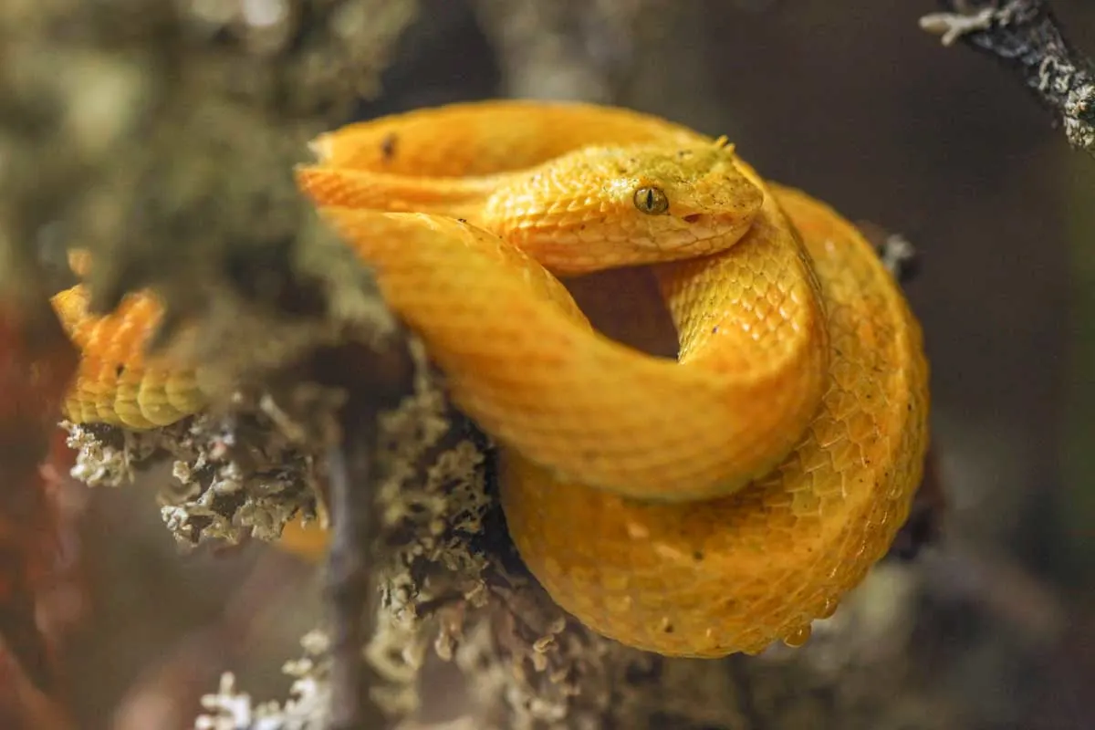 An eyelash viper in Parque Reptilandia