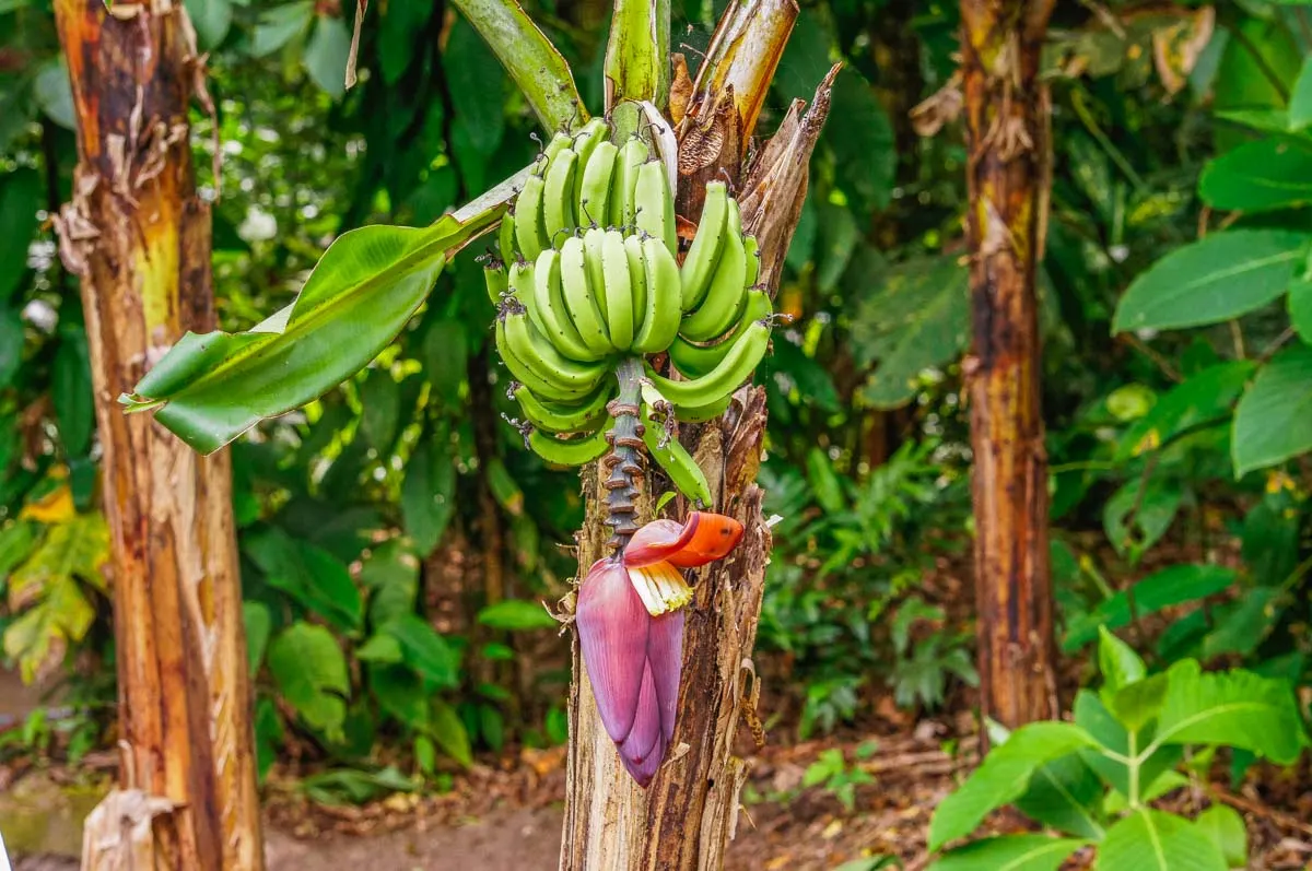 Banana Plantation, Costa Rica