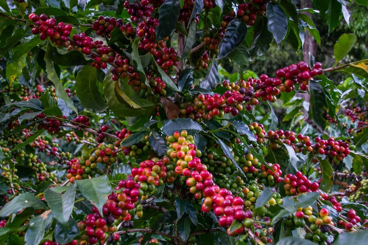 Coffee at a coffee farm near San Jose, Costa Rica