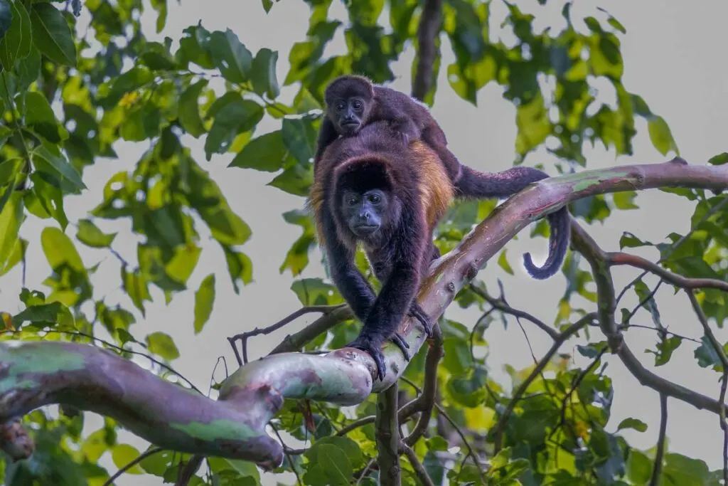 Caring howler monkey mother carrying her baby across the tree canopy in Nosara biological Reserve 