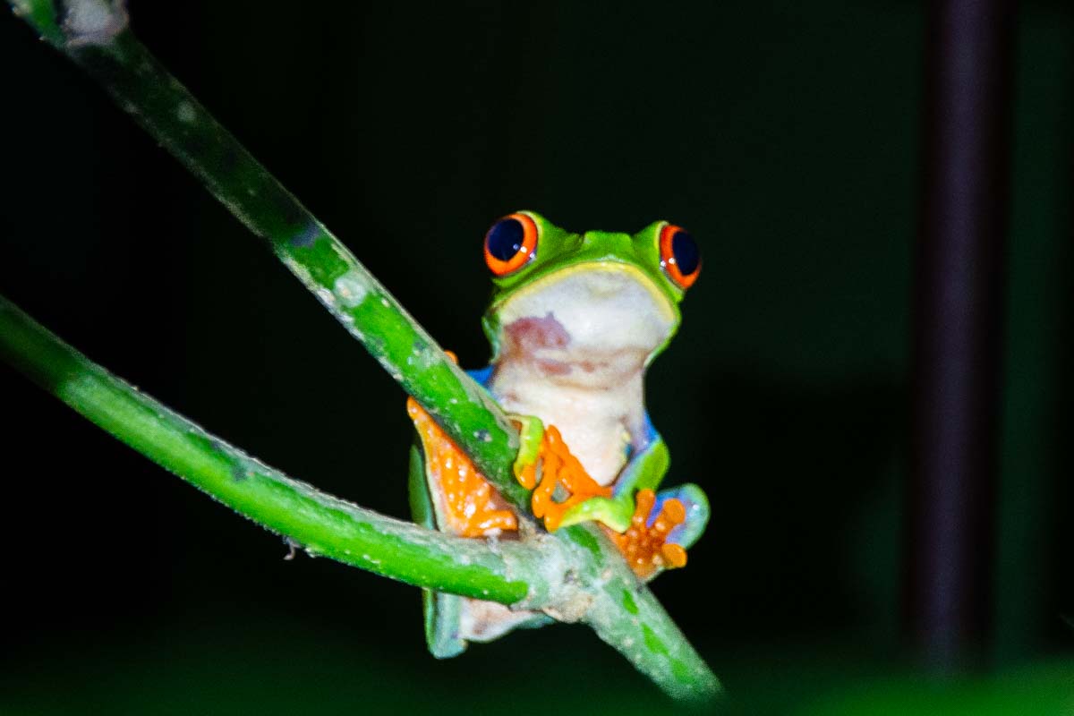 Red eyed tree frog on a night tour in Limon, Costa Rica