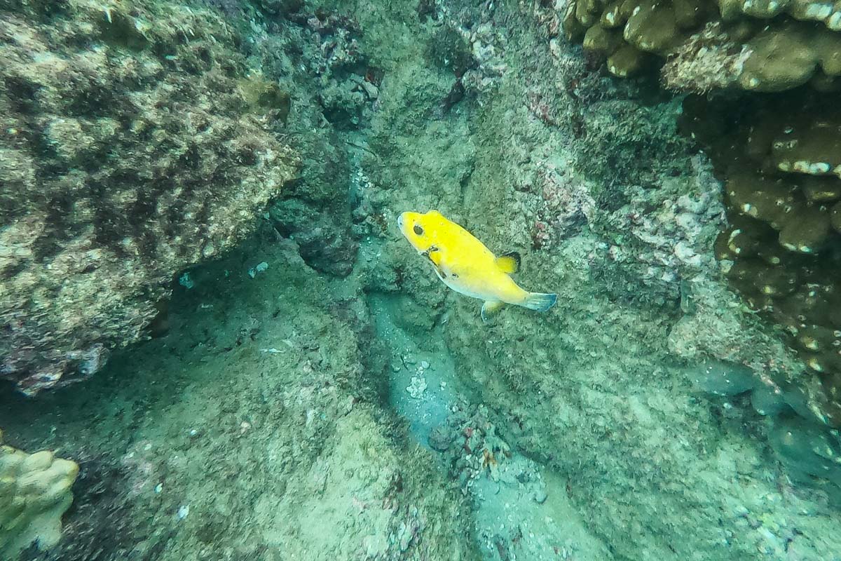 A yellow pufferfish while Snorkeling at the Catalina Islands