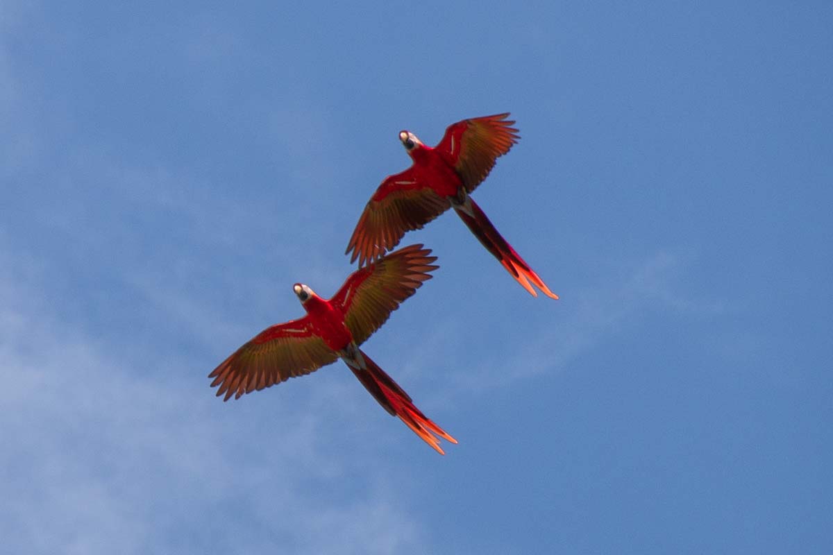 Two macaws in the Punta Islita Wild Macaw Reserve