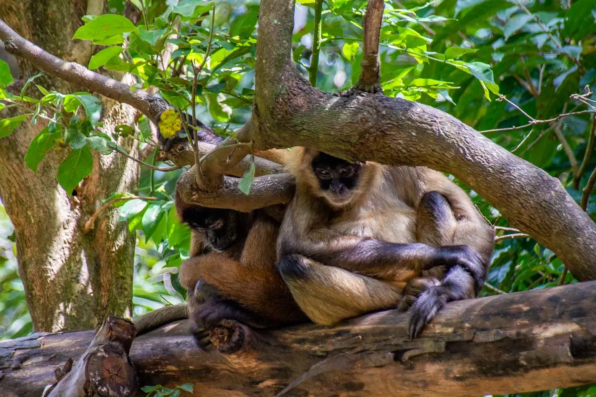 Two monkies at Rescate Wildlife Center