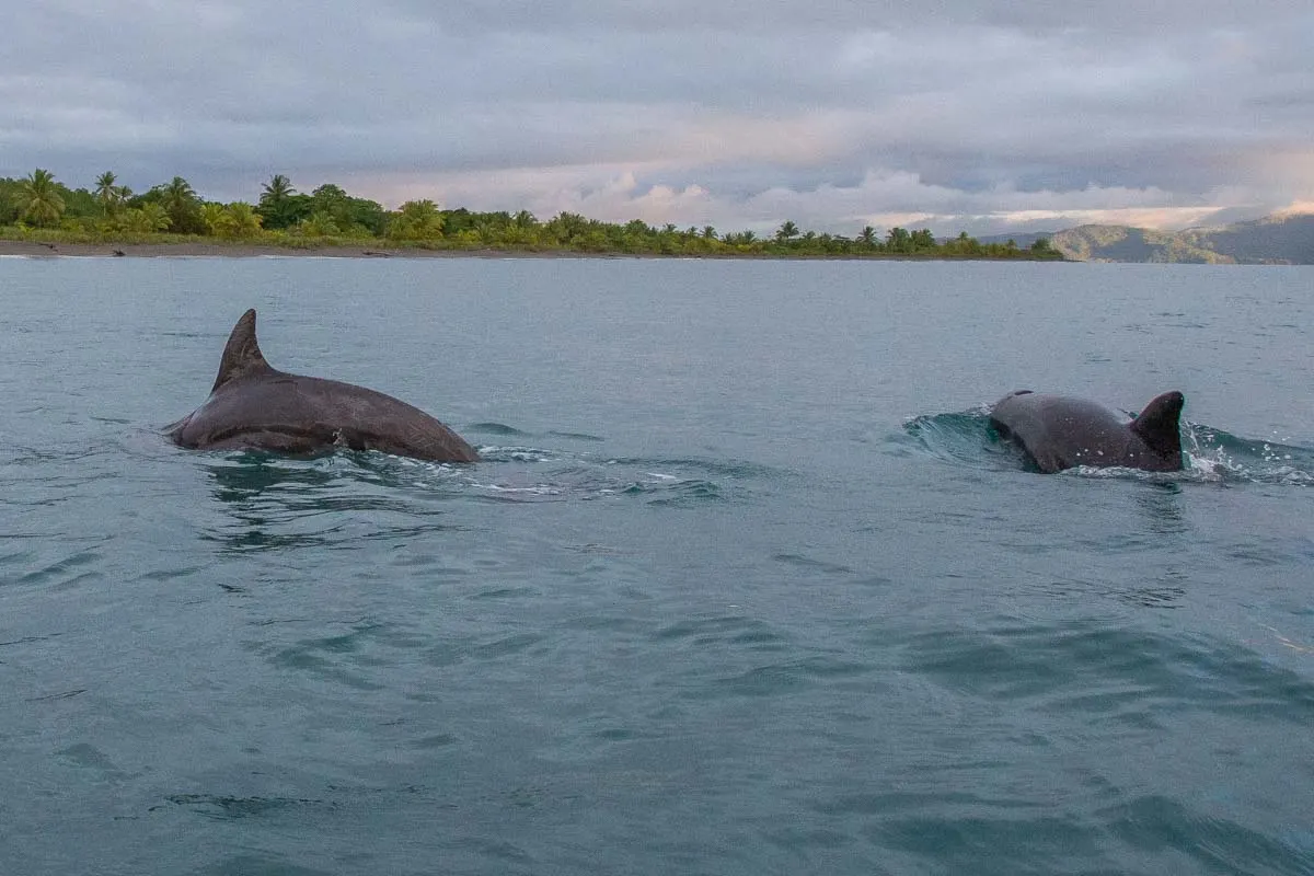 Watching dolphins in Costa Rica