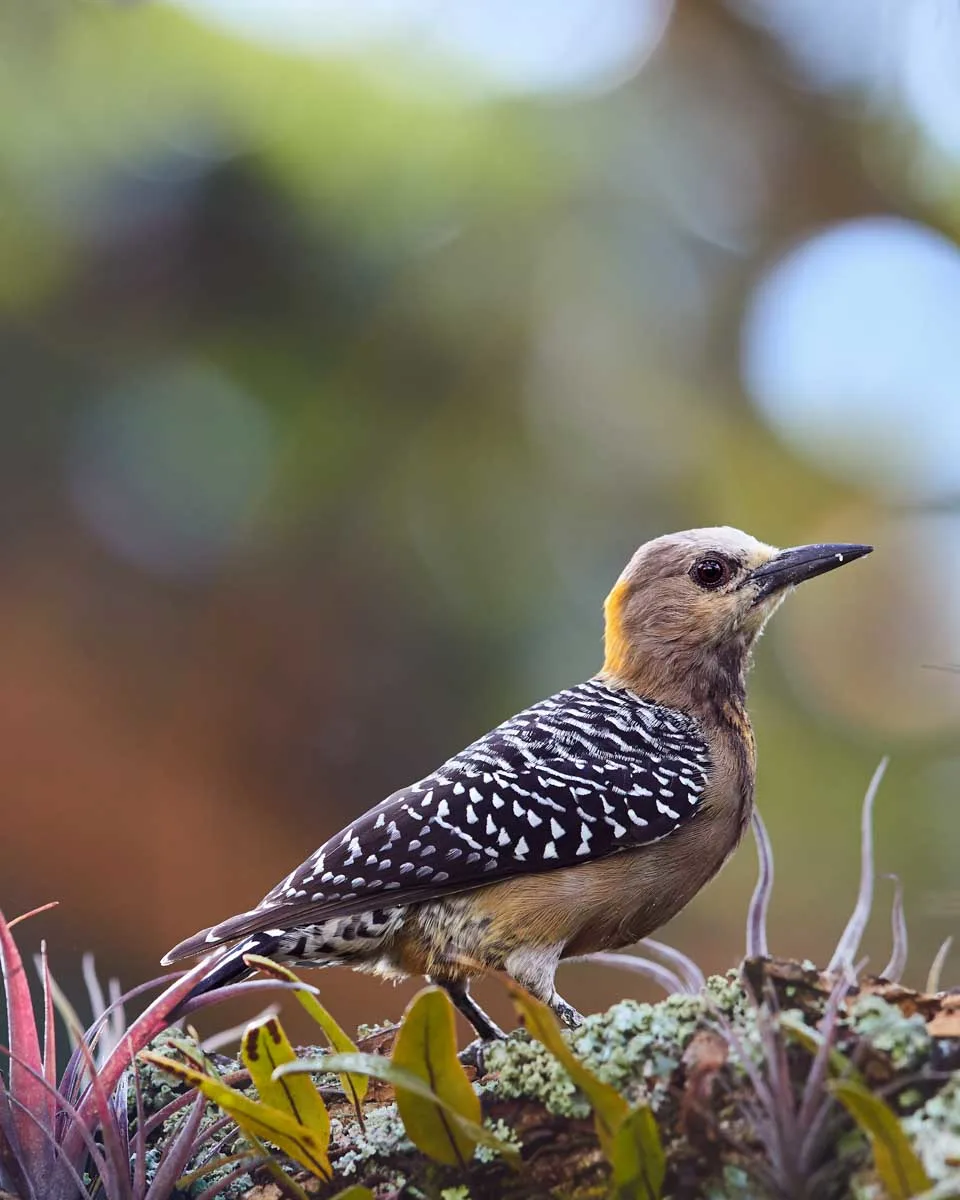 A bird in Curi Cancha Nature Reserve in Costa Rica