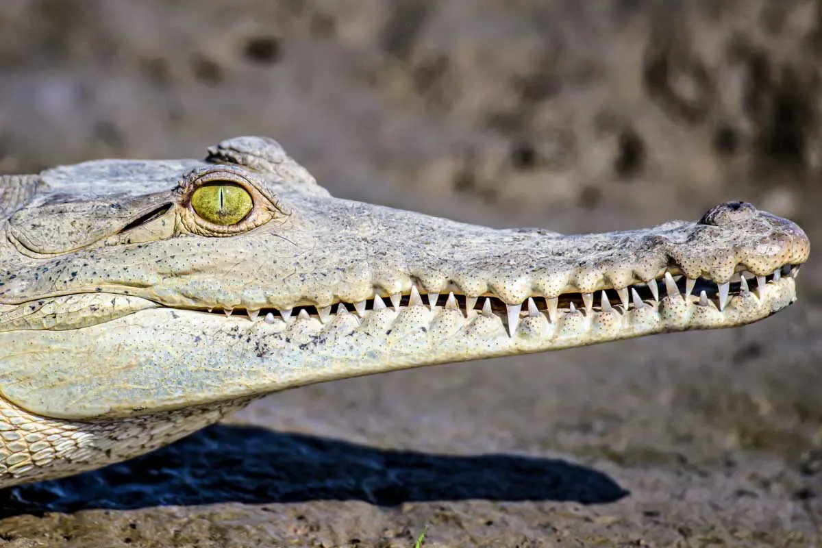 A crocodile in Sierpe Mangroves