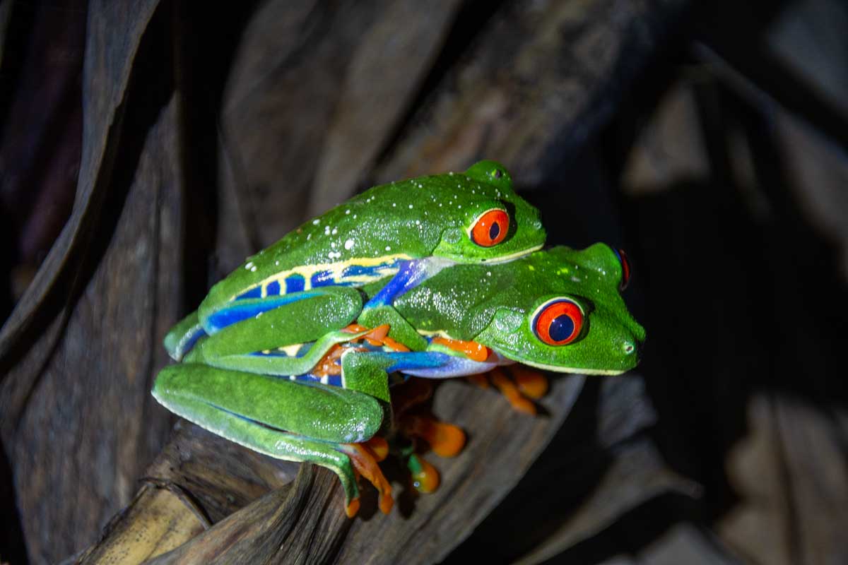 A frog at the Monteverde Frog Pond