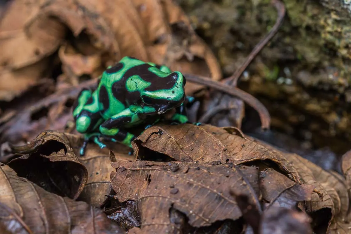 A frog from at Rainmaker Park Hanging Bridges & Waterfalls