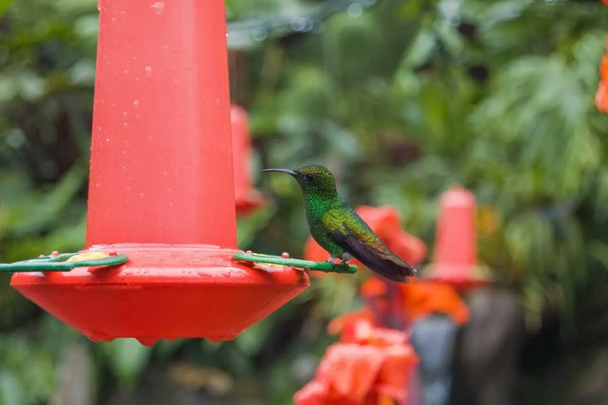 A hummingbird at the Monteverde Hummingbird Gallery