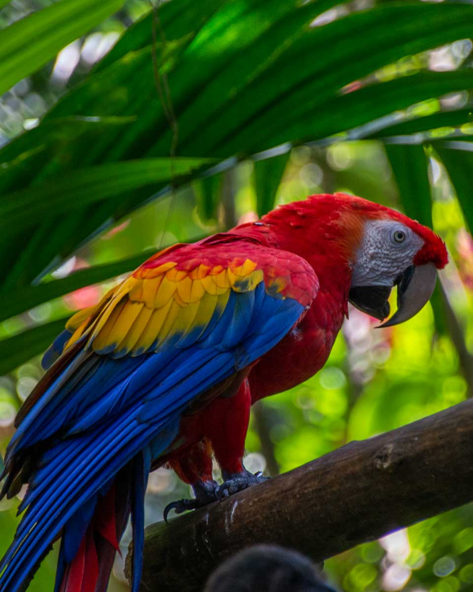 A macaw at kids Saving the Wildlife