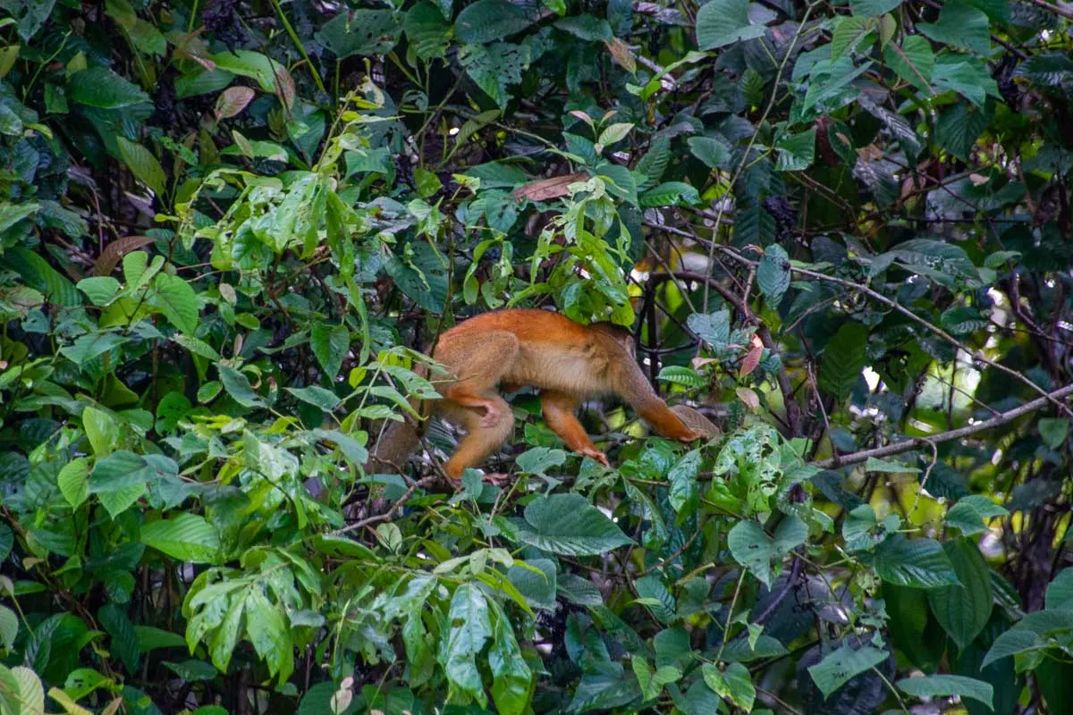 A monkey in Corcovado National Park