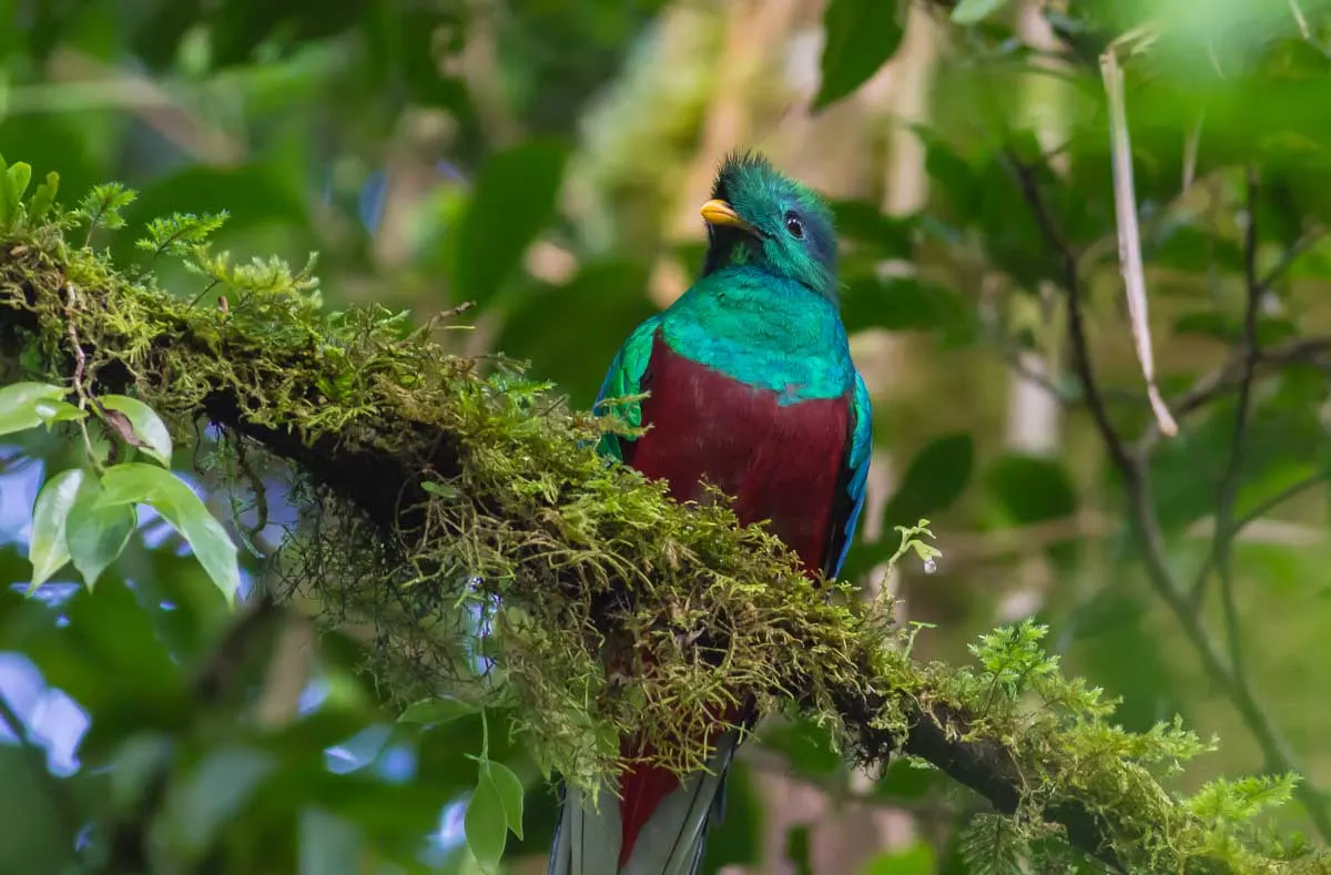 A quetzal bird while birdwatching in Monteverde
