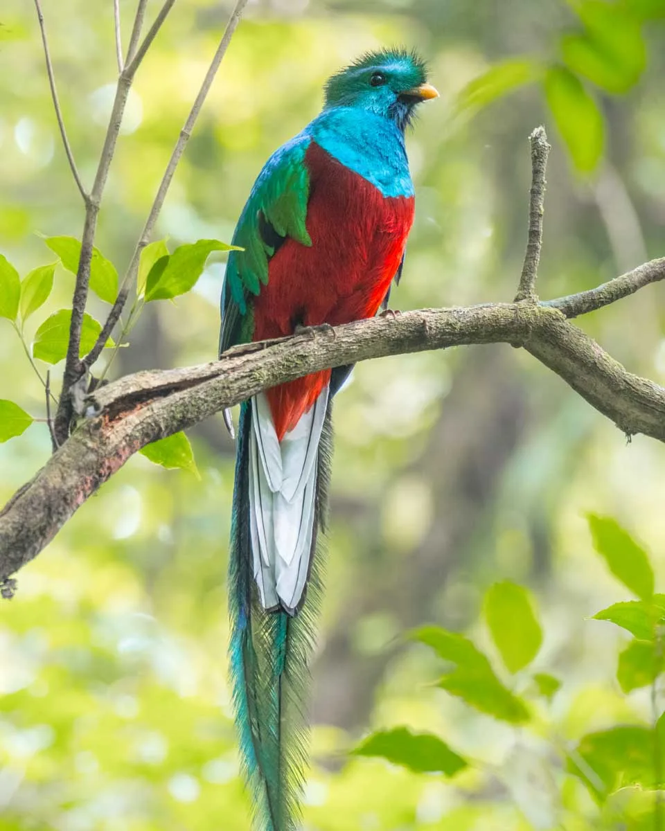 A quetzal in Curi Cancha Nature Reserve in Costa Rica