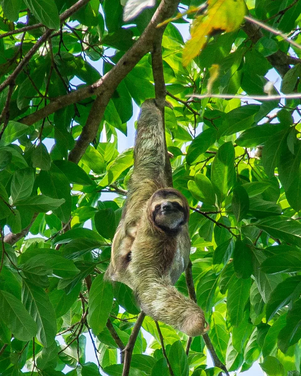 A sloth in Manuel Antonio National Park
