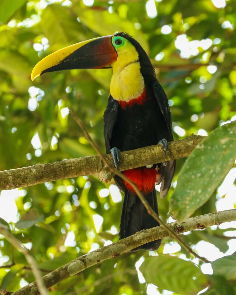 A toucan at Los Campesinos Reserve