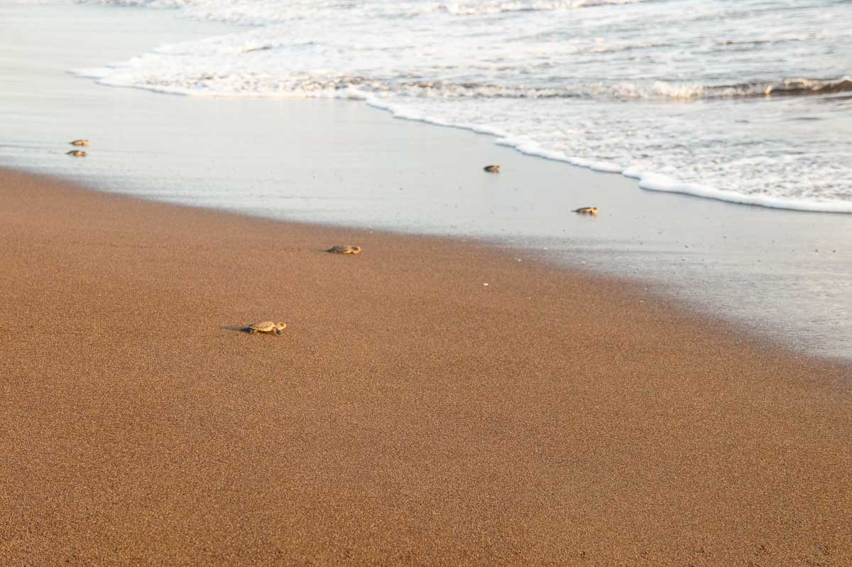 Baby turtles walk to the beach in Tortuguero, Costa Rica