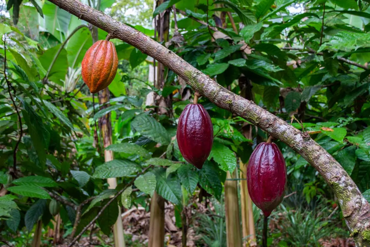 Cacao plant in Costa Rica