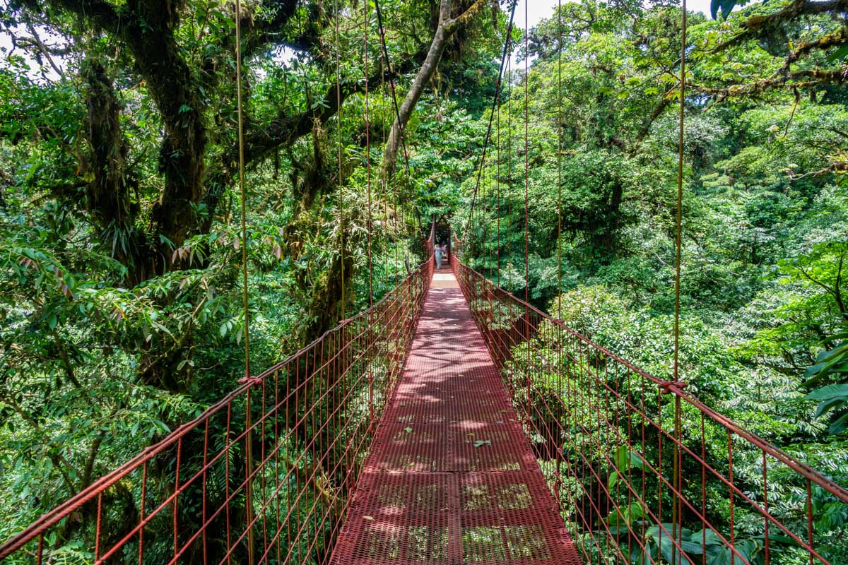 Hanging Bridge in Monteverde Cloud Forest