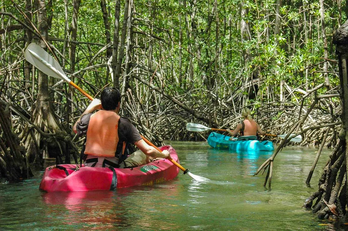 Damas Island Mangrove Kayak Tour