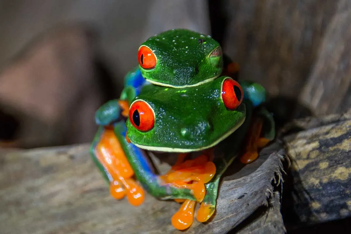 Two red eyed tree frogs on a Tortuguero Night tour