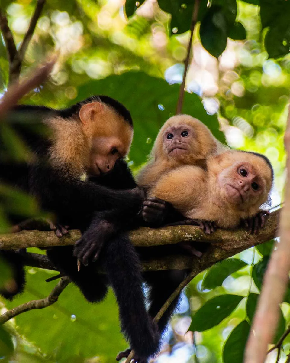 three monkies on a branch in Manuel Antonio National Park