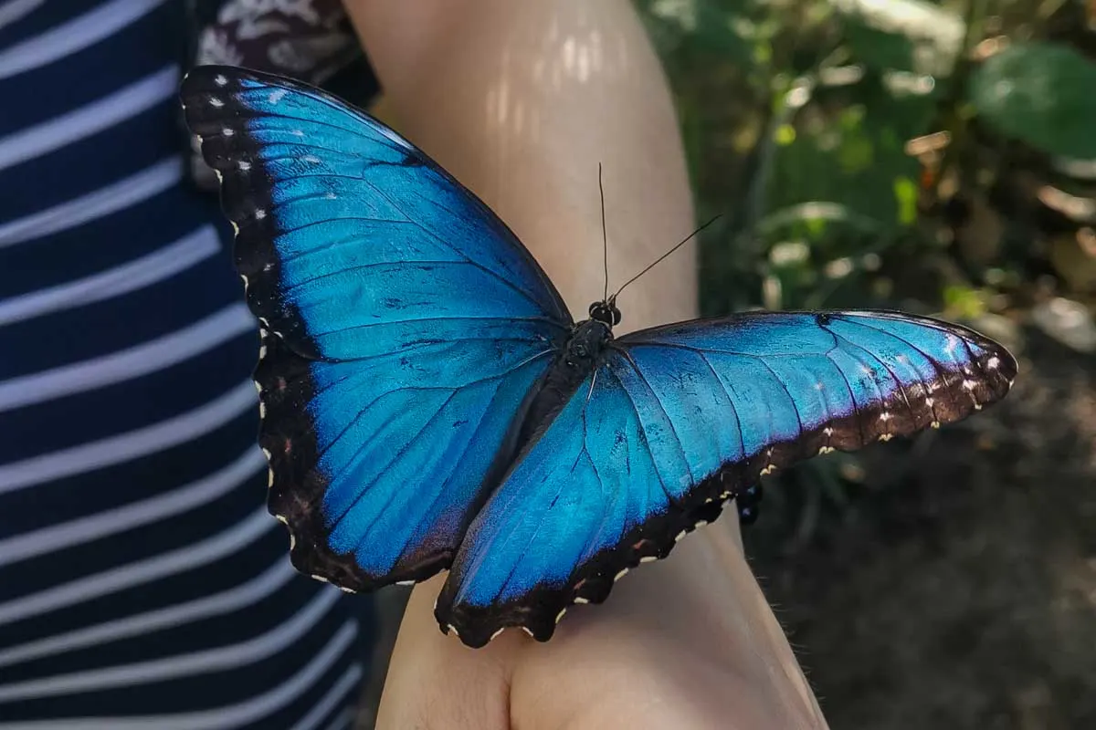 A huge butterfly at the butterfly Conservatory in La Fortuna, Costa Rica