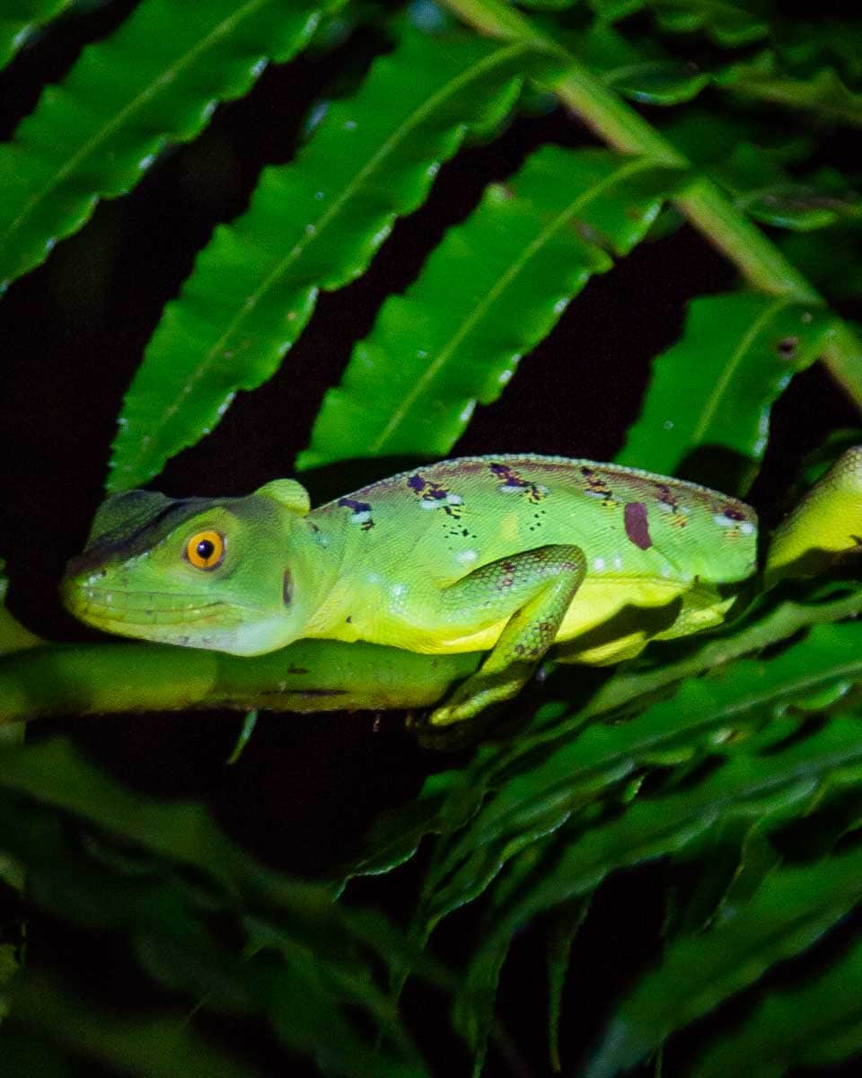 A huge lizard on a night tour in La Fortuna