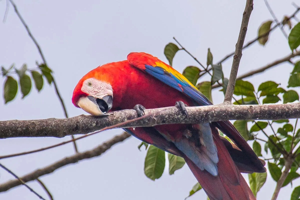 A macaw in Carara National Park , Jaco, Costa Rica