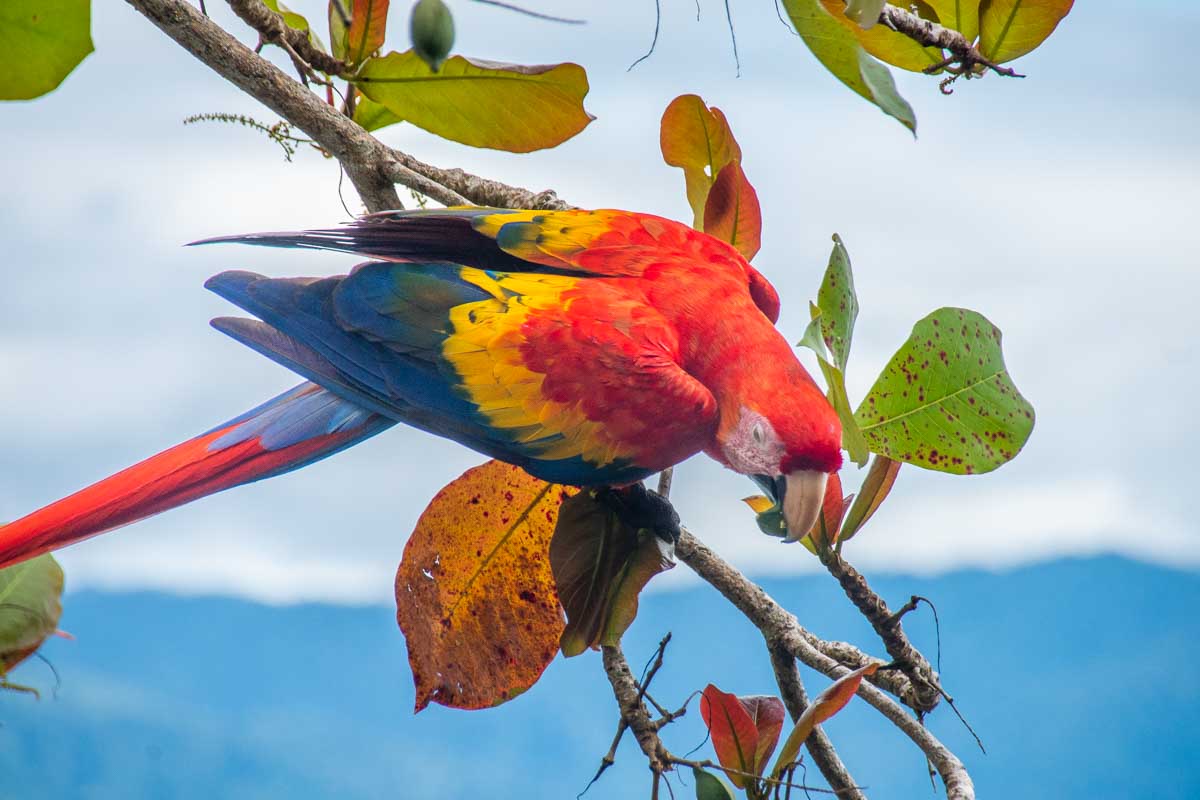 A macaw in Costa Rica