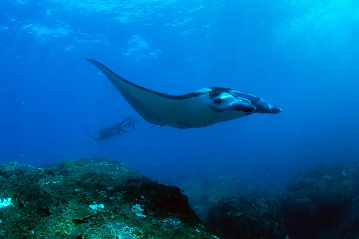 A manta ray while scuba diving in Santa Teresa, Costa Rica