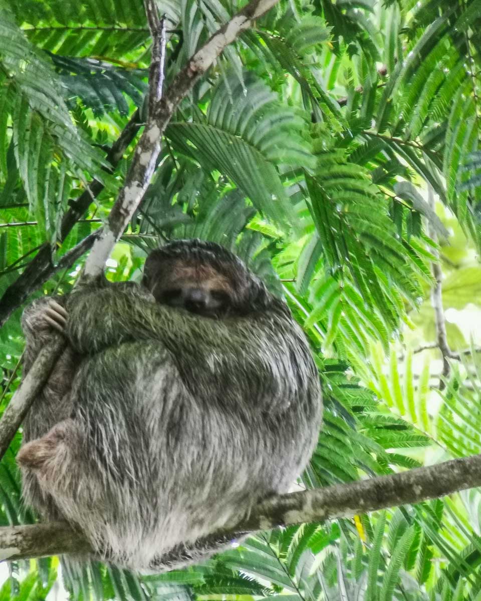 A sloth in a tree on a sloth watching trail