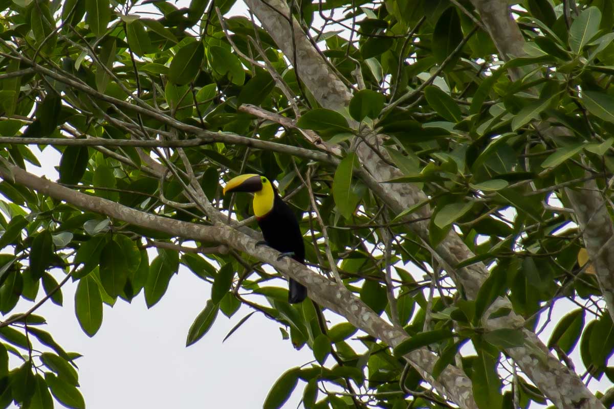 A toucan on a bird watching tour in La Fortuna