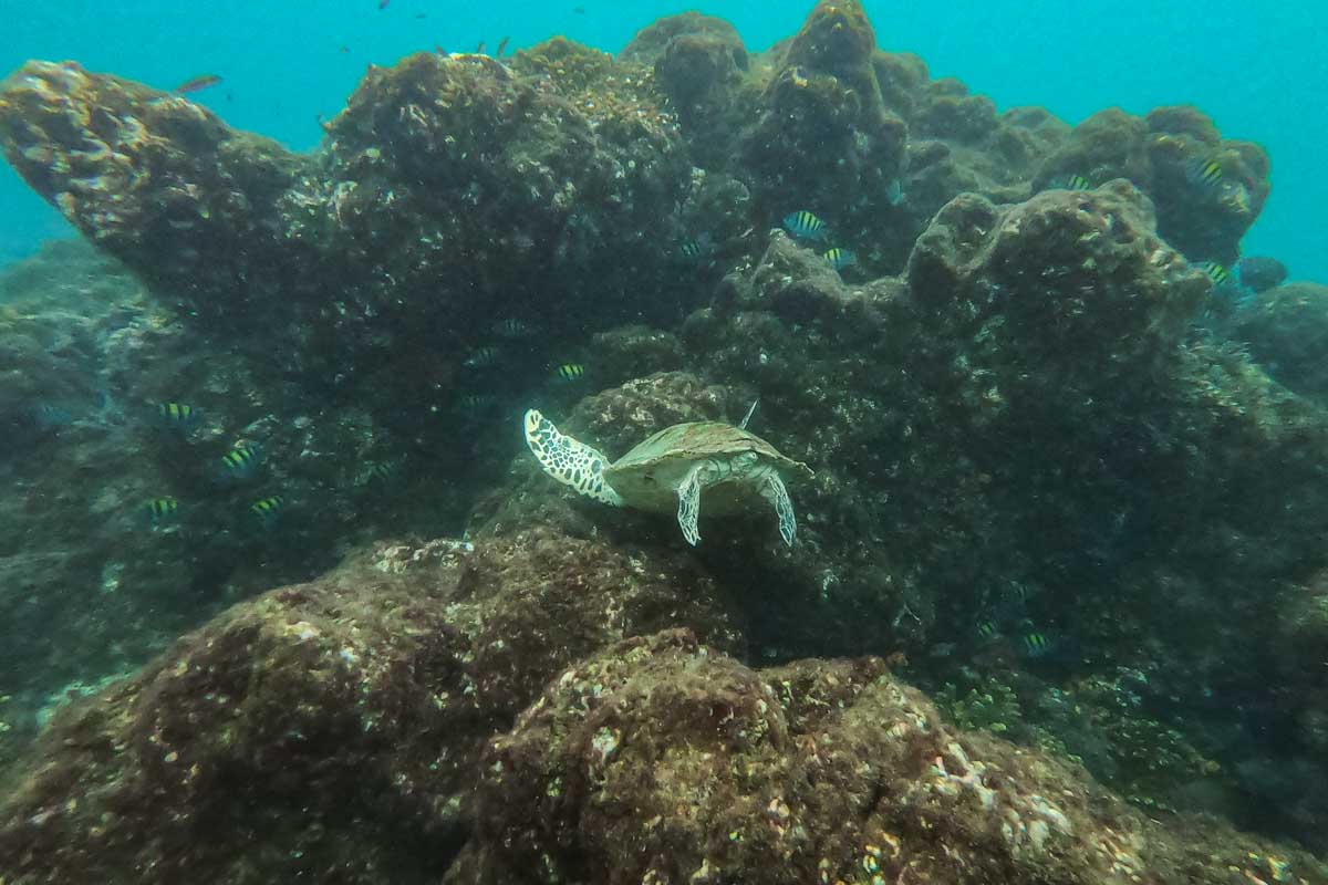 A turtle on the Las Catalinas Islands, Costa Rica