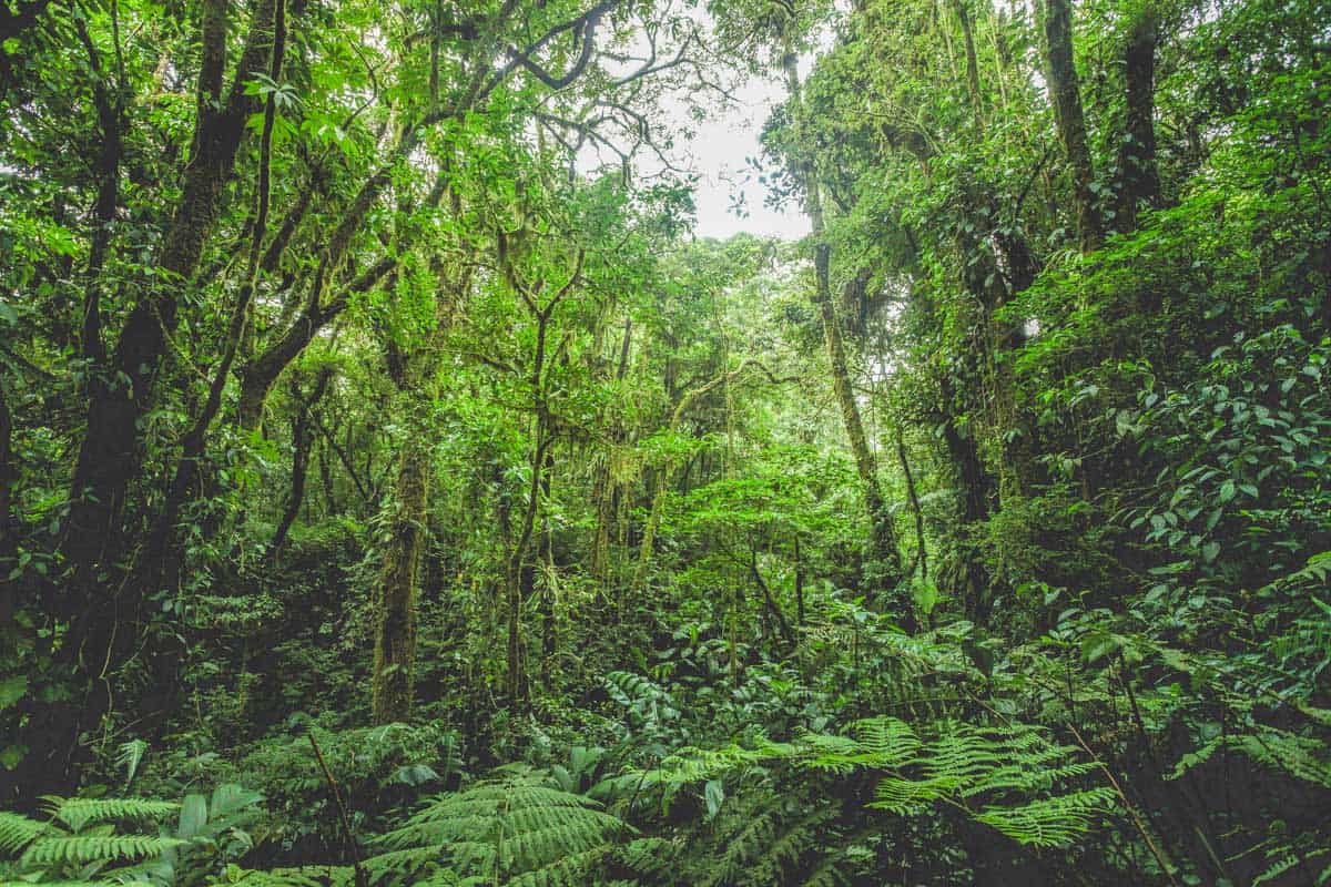 Lush forest in Arenal Volcano National Park